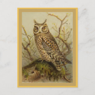 Carte Postale Illustration de l'oiseau Vintage de Scops Owl