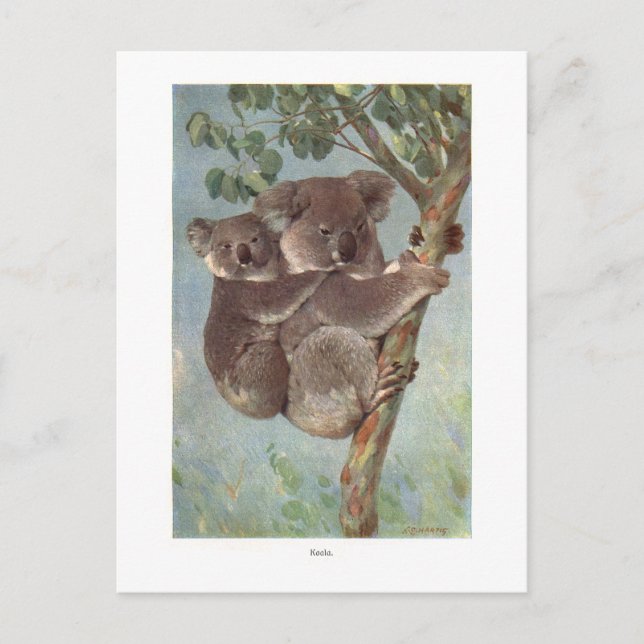 Carte Postale Illustration de l'ours Koala dans l'arbre (Devant)