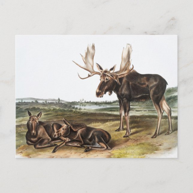 Carte Postale Illustration de Moose Deer (Servus alces) (Devant)
