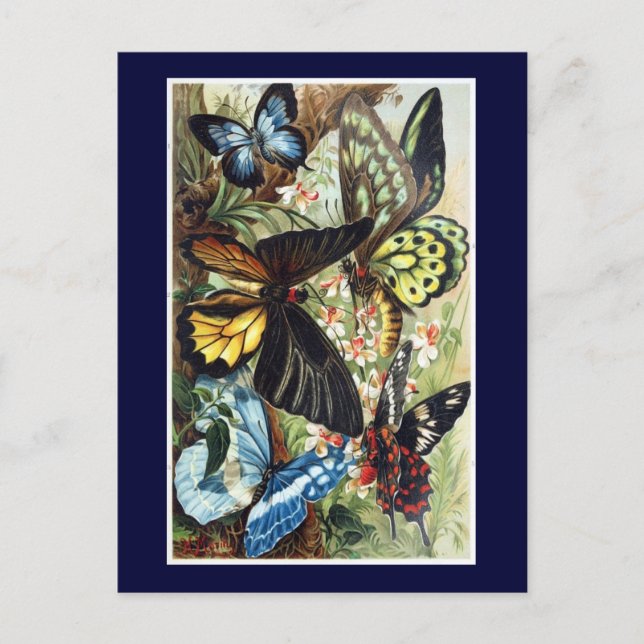 Carte Postale Illustration de papillon antique à papillons exoti (Devant)