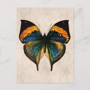 Carte Postale Illustration de papillon vintage - Papillons