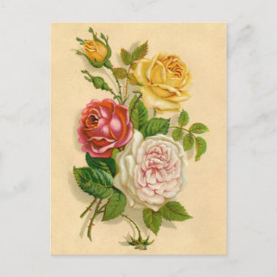 Carte Postale Illustration de Rose Vintage