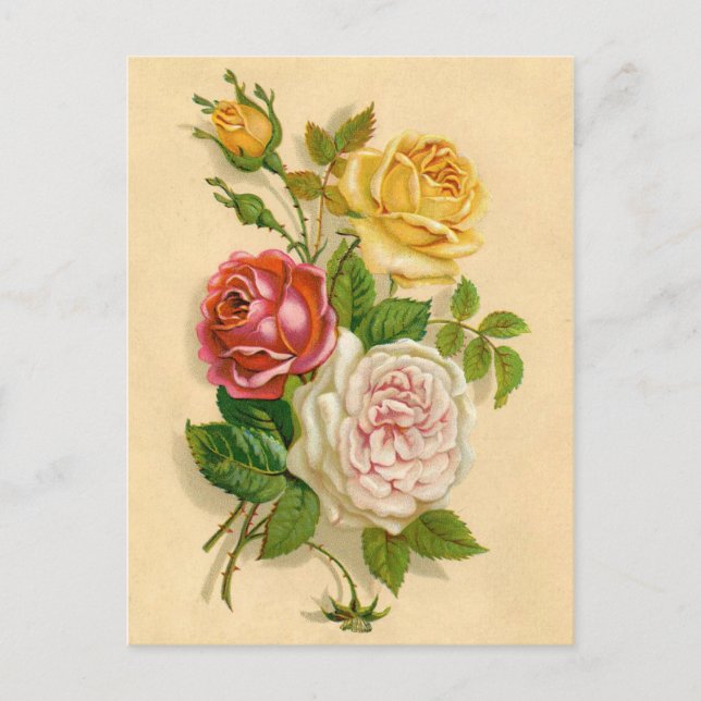 Carte Postale Illustration de Rose Vintage (Devant)
