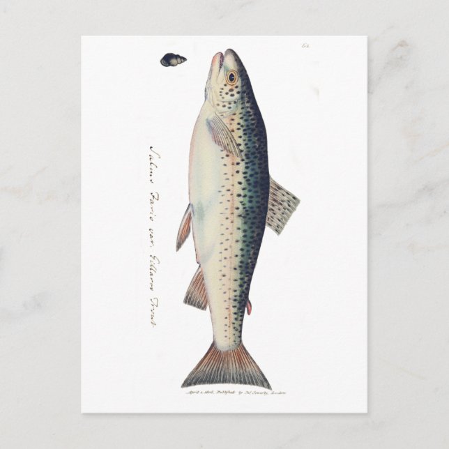Carte Postale Illustration de saumon vintage coloré (Devant)