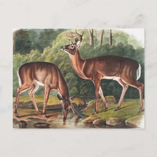 Carte Postale Illustration de Virginian Deer (Cervus Virginianus (Devant)