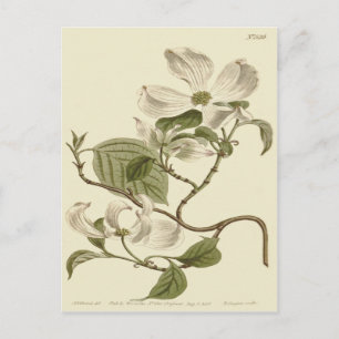 Carte Postale Illustration des fleurs de bois de chien blanc