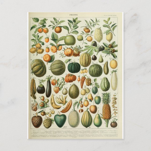Carte Postale Illustration des fruits du dictionnaire (Devant)