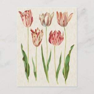 Carte Postale Illustration des tulipes botaniques vintages