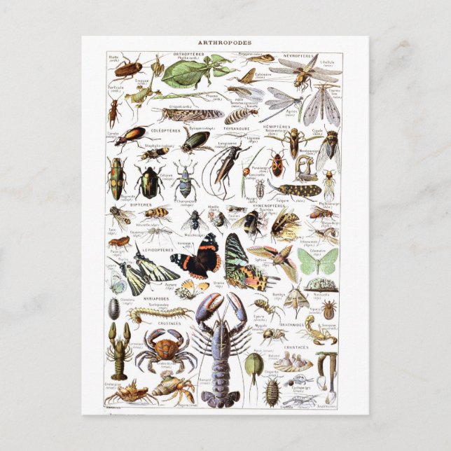 Carte Postale Illustration dictionnaire arthropodes (Devant)