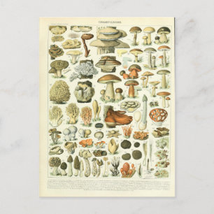 Carte Postale Illustration dictionnaire champignons
