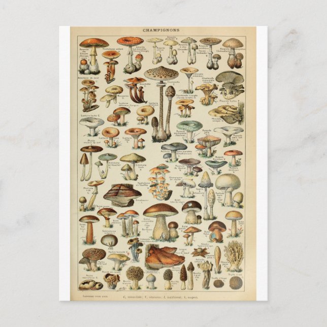 Carte Postale Illustration dictionnaire champignons (Devant)