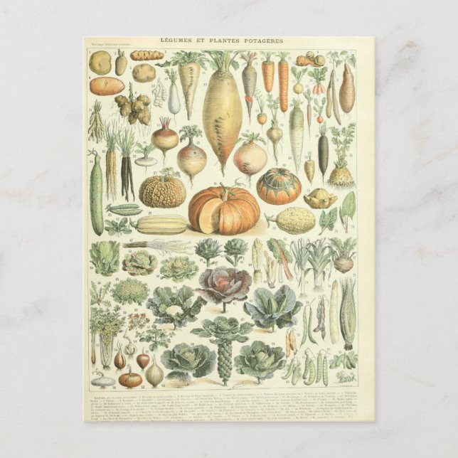 Carte Postale Illustration dictionnaire de légumes (Devant)