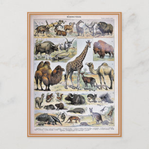Carte Postale Illustration dictionnaire de mammifères