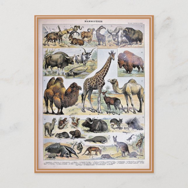 Carte Postale Illustration dictionnaire de mammifères (Devant)