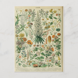 Carte Postale Illustration dictionnaire fleurs