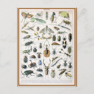 Carte Postale Illustration dictionnaire insectes