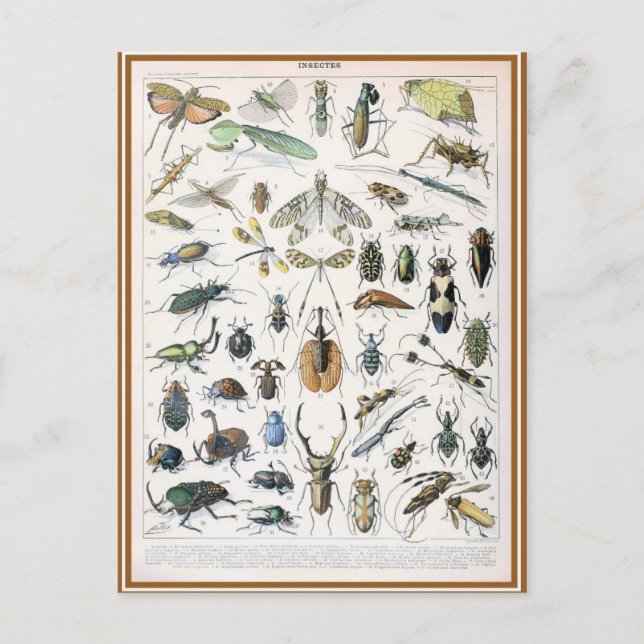 Carte Postale Illustration dictionnaire insectes (Devant)