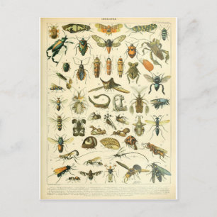Carte Postale Illustration dictionnaire insectes