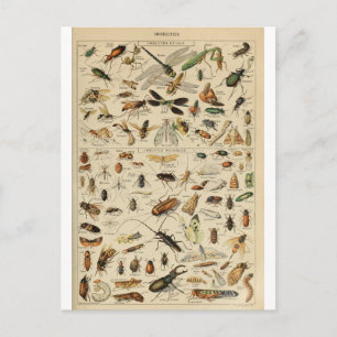 Carte Postale Illustration dictionnaire insectes