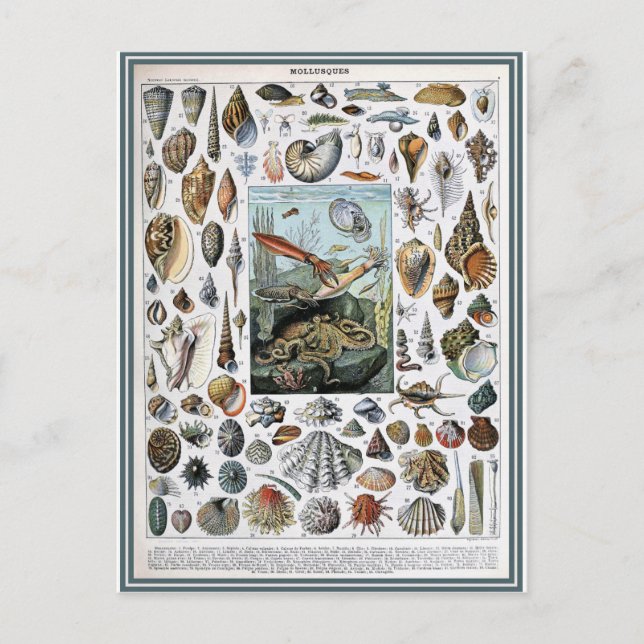 Carte Postale Illustration dictionnaire mollusques (Devant)