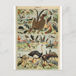 Carte Postale Illustration dictionnaire oiseaux