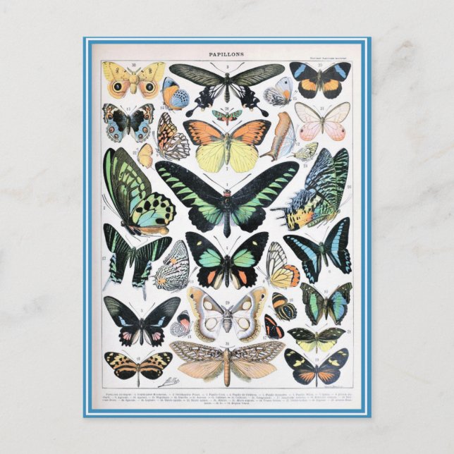 Carte Postale Illustration dictionnaire papillons (Devant)