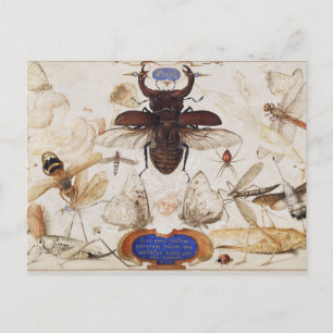 Carte postale Illustration d'insectes vintage