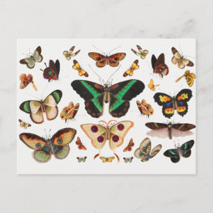 Carte Postale Illustration d'insectes vintages
