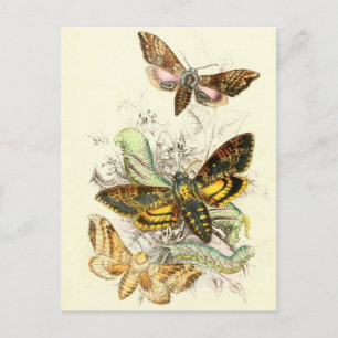 Carte Postale Illustration d'insectes vintages