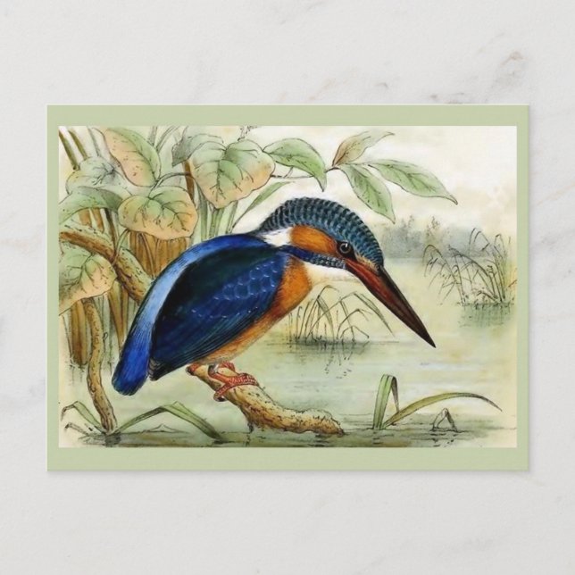 Carte Postale Illustration d'oiseau Vintage Kingfisher (Devant)