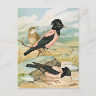 Carte Postale Illustration d'oiseau Vintage Starling de couleur