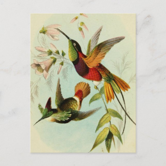 Carte Postale Illustration d'oiseaux vintages (Devant)