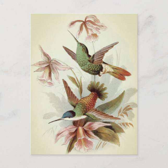 Carte Postale Illustration d'oiseaux vintages (Devant)
