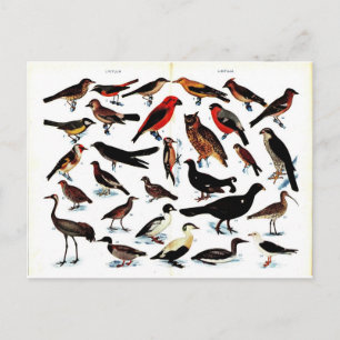 Carte Postale Illustration d'oiseaux vintages