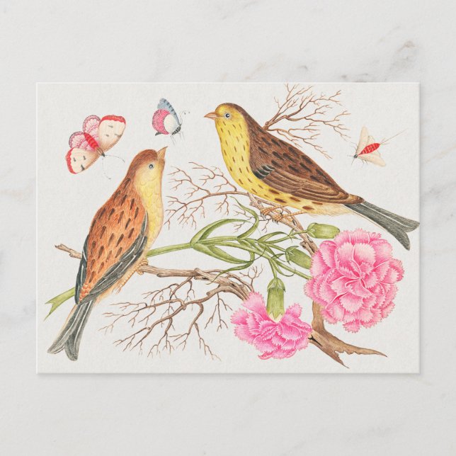 Carte Postale Illustration d'oiseaux vintages (Devant)