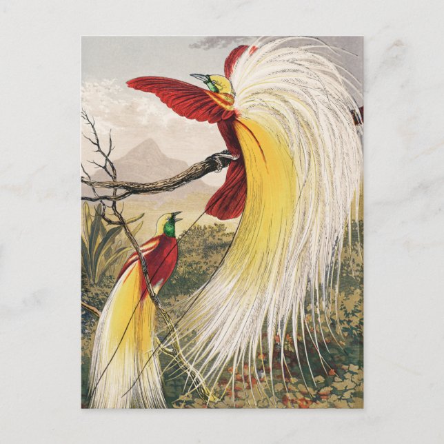 Carte Postale Illustration d'oiseaux vintages (Devant)