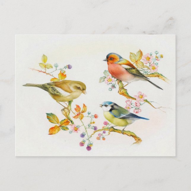 Carte Postale Illustration d'oiseaux vintages (Devant)