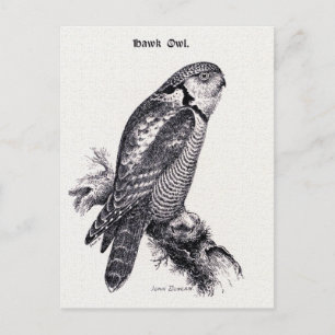 Carte Postale Illustration d'oiseaux Vintages de la Chouette-Haw
