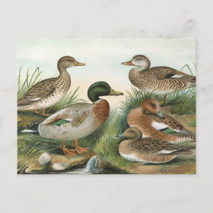 Carte Postale Illustration d'oiseaux Vintages de Mallard et Wige