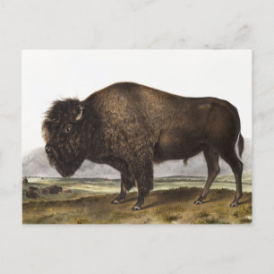 Carte Postale Illustration du Bison d'Amérique (Bos Americanus)