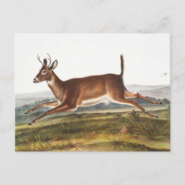 Carte Postale Illustration du cerf à queue longue (Cervus leucur (Devant)