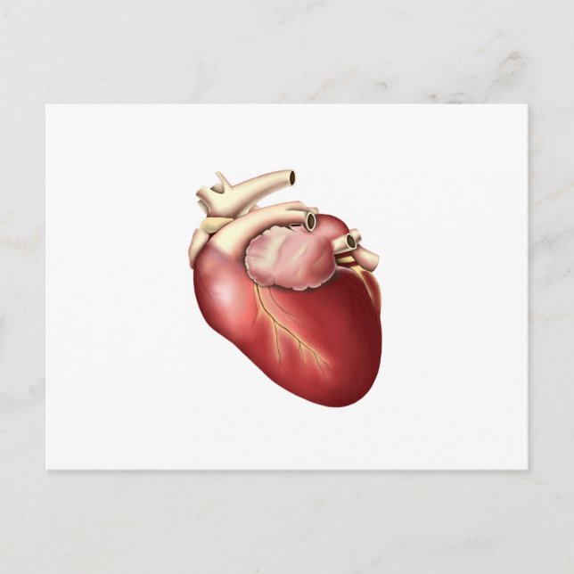 Carte Postale Illustration Du Coeur Humain (Devant)