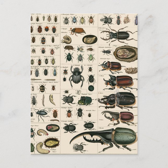 Carte Postale Illustration du coléoptère vintage (Devant)