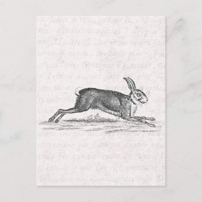 Carte Postale Illustration du lapin lapin lièvre vintage des ann (Devant)