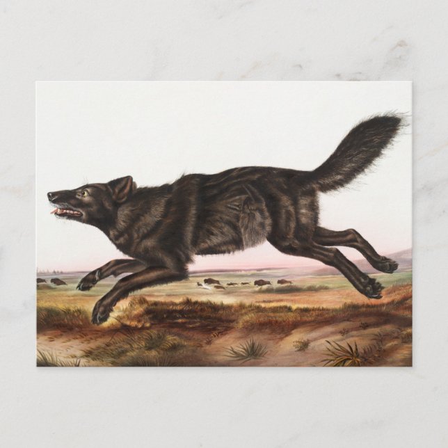 Carte Postale Illustration du loup noir américain (Canis lupus) (Devant)