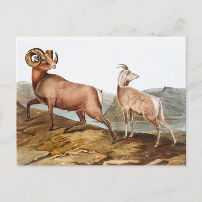 Carte Postale Illustration du mouton des Rocheuses (Ovis montana (Devant)