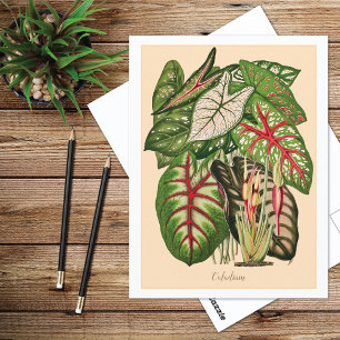 Carte Postale Illustration du Plante Caladium multicolore