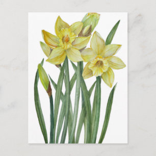 Carte Postale Illustration du portrait des jonquilles d'aquarell