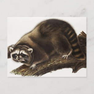 Carte Postale Illustration du raton laveur (Procyon lotor)