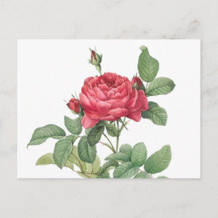 Carte Postale Illustration du Rose vintage